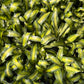 Dracena Corn Plant