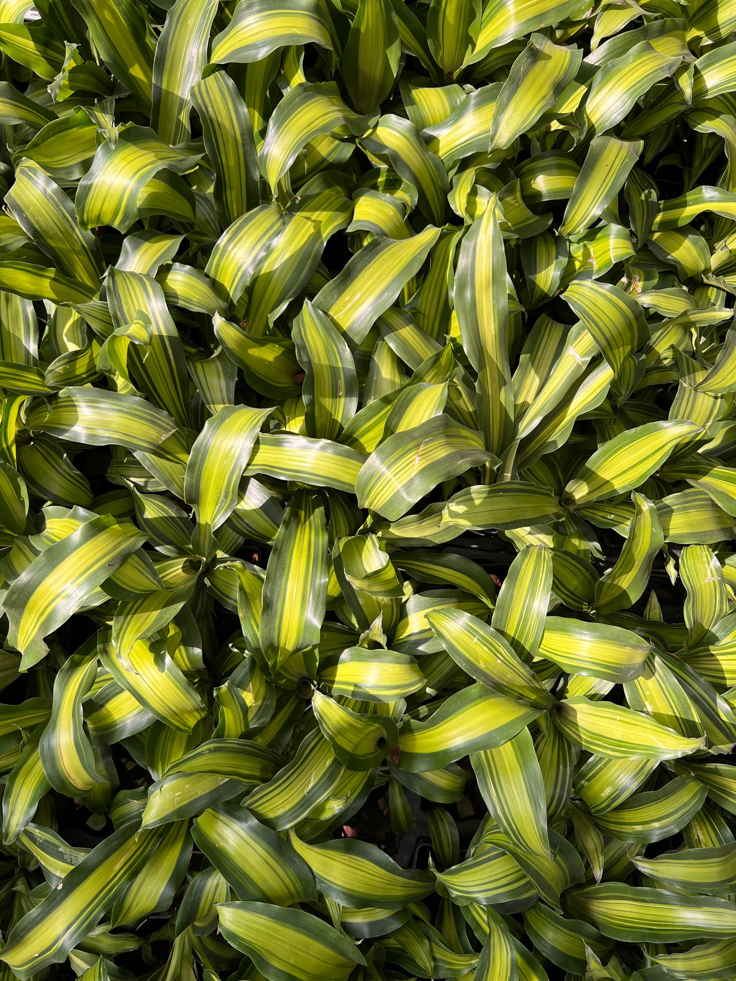 Dracena Corn Plant
