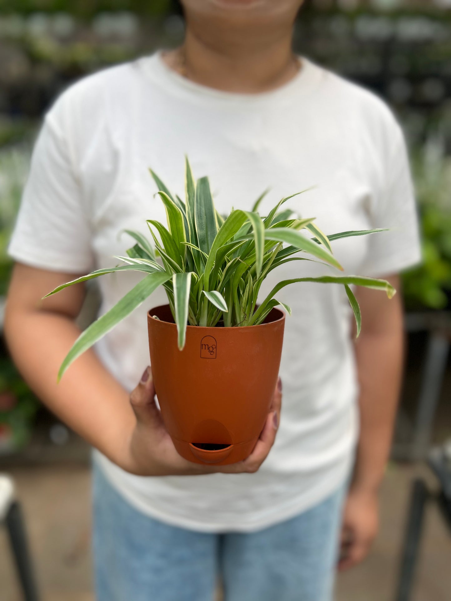 Spider Plant