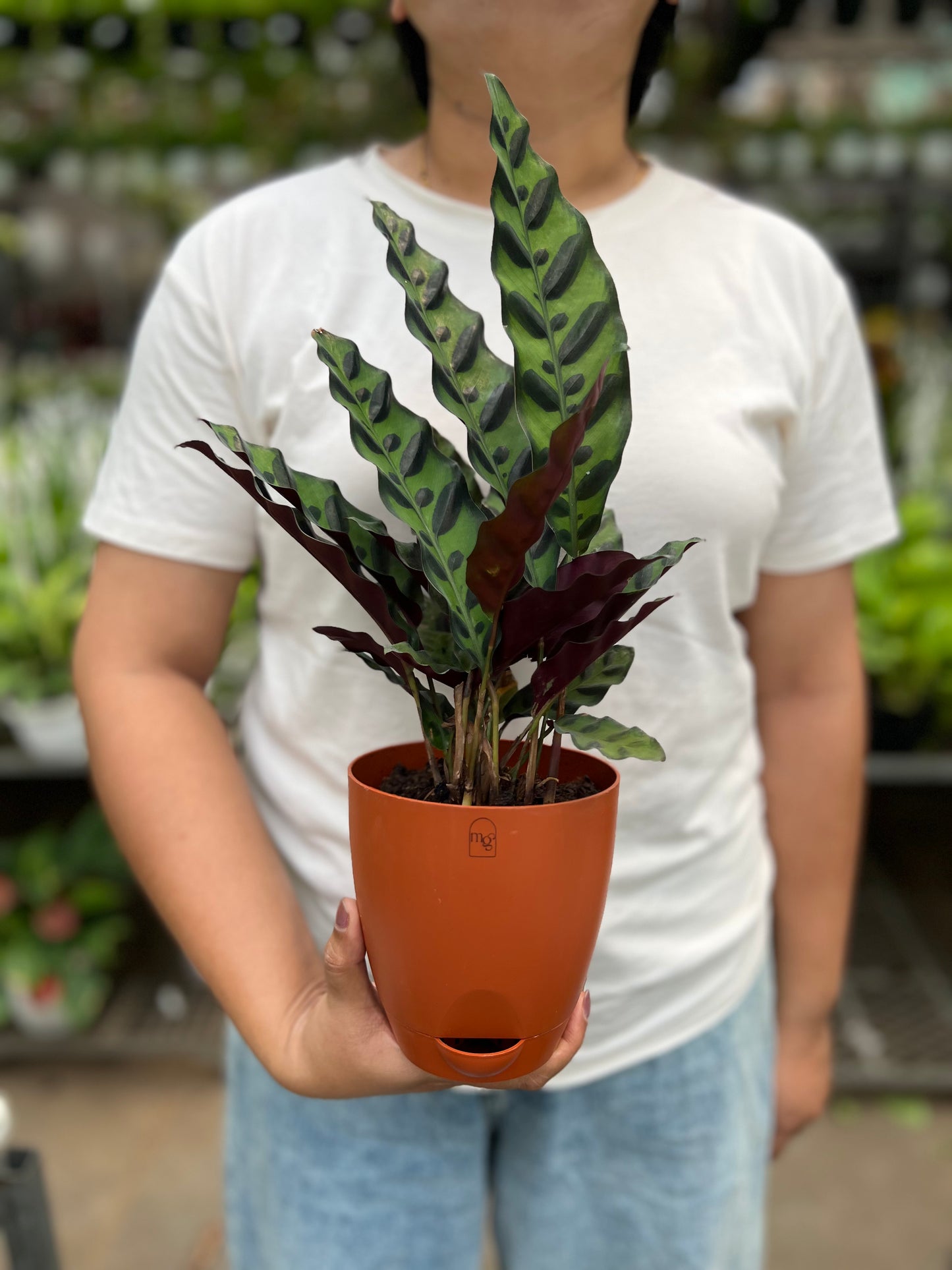 Calathea Furry Feather