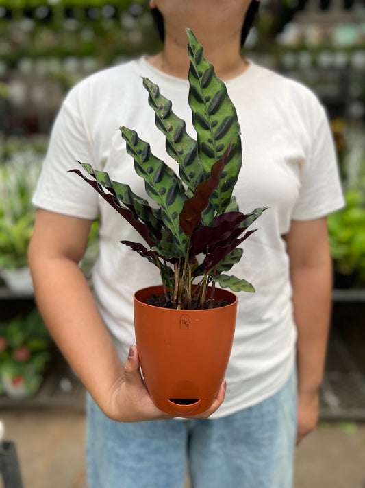 Calathea Furry Feather
