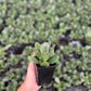 Crassula Ovata