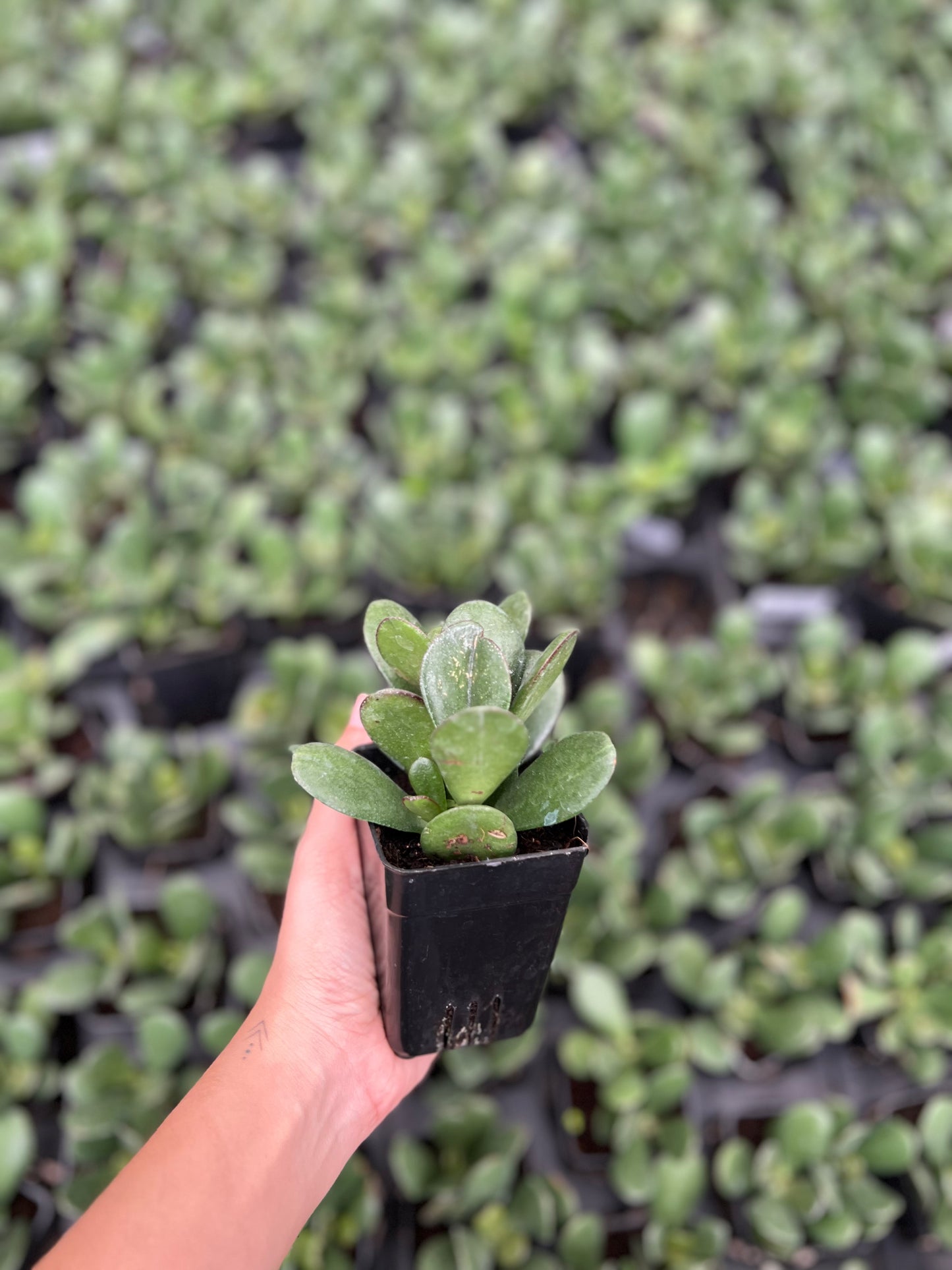 Crassula Ovata