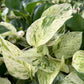 Marble Queen Pothos