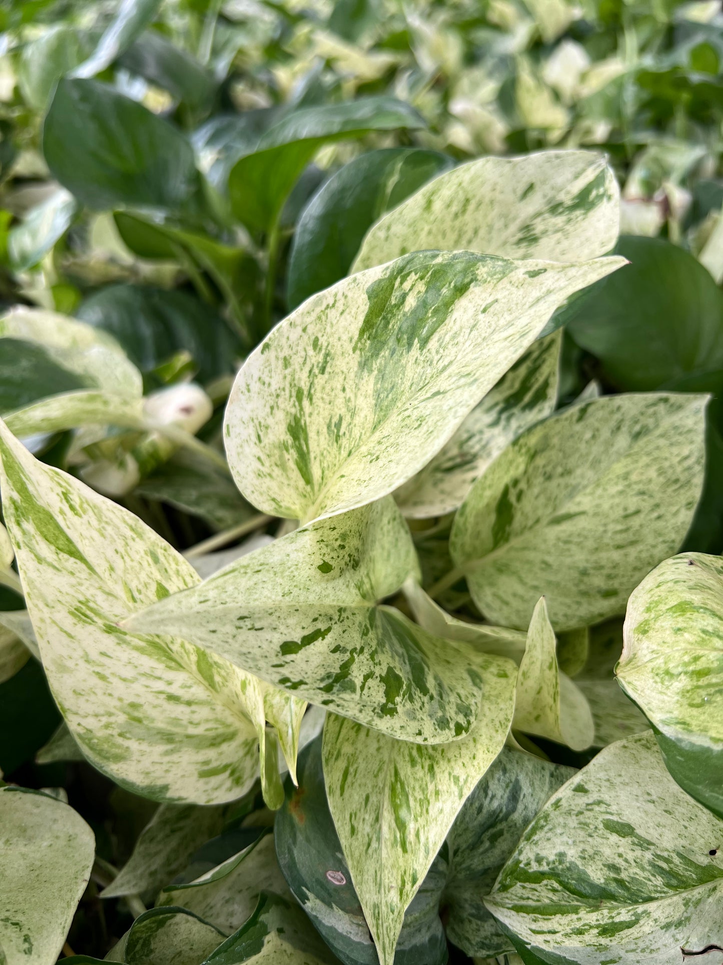 Marble Queen Pothos