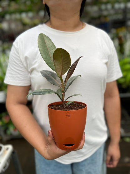 Rubber Tree
