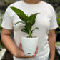 Spathiphyllum silver streak