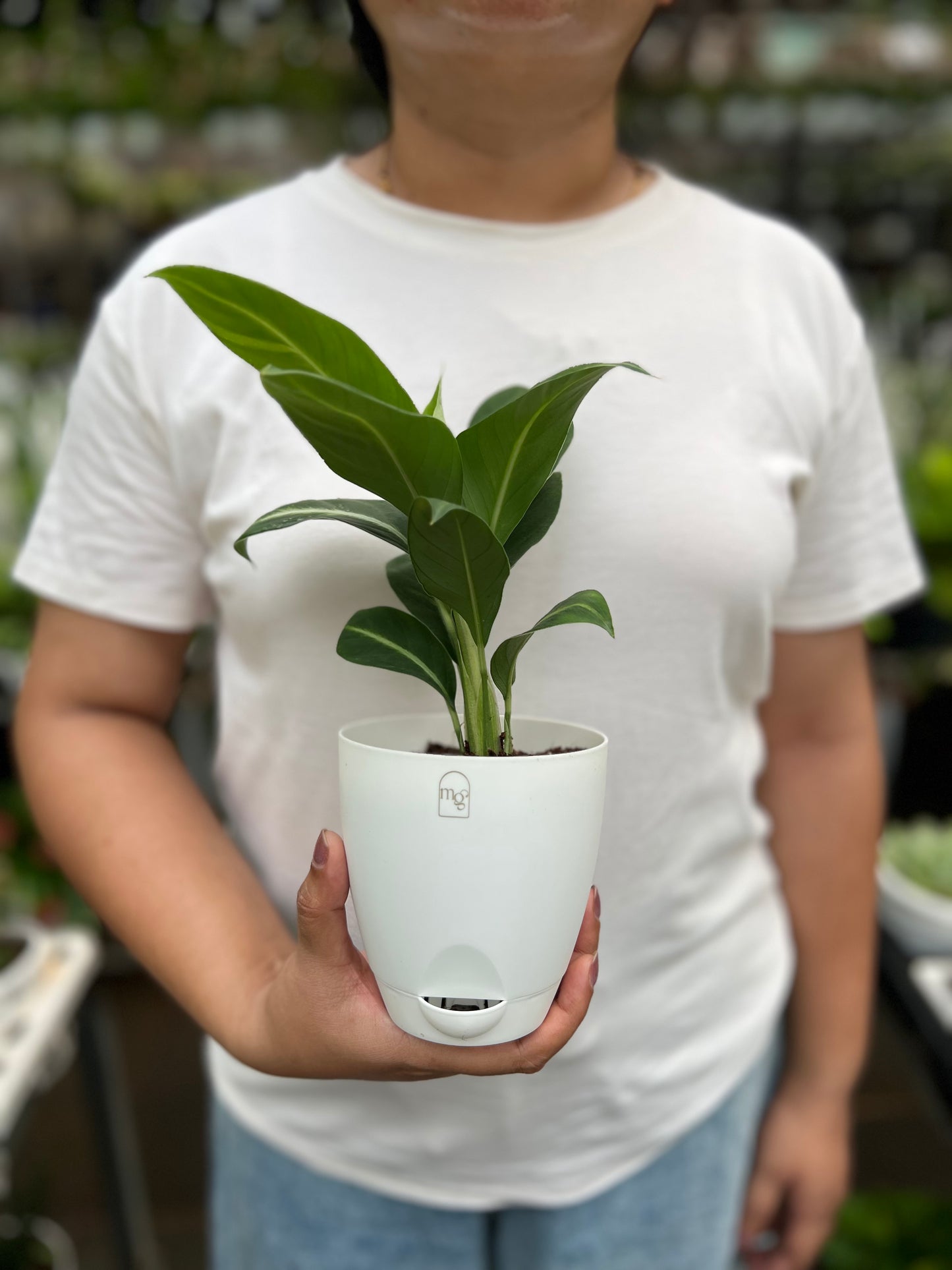 Spathiphyllum silver streak