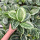Calathea Bijoux Gecko