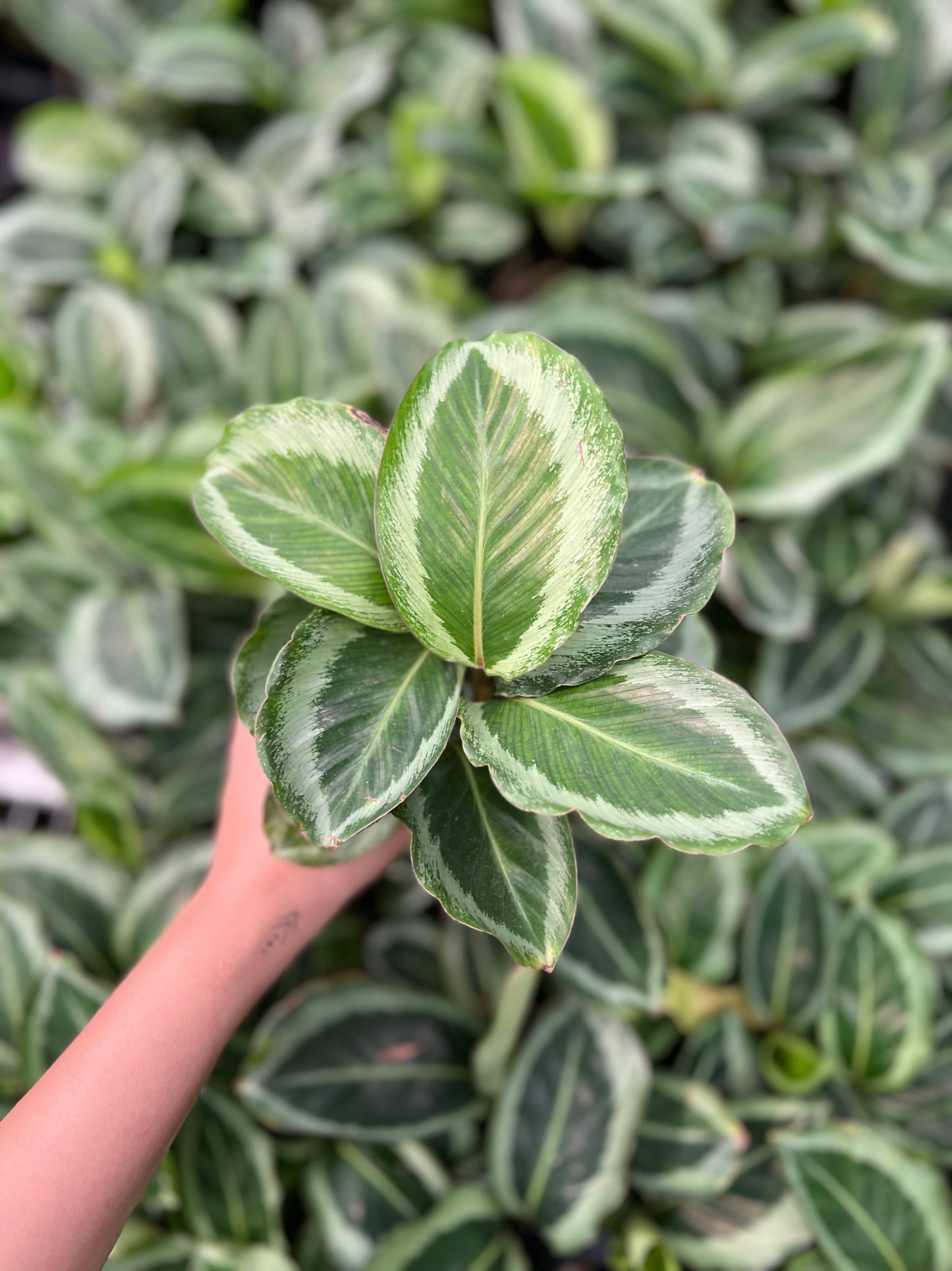 Calathea Bijoux Gecko