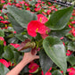 Red Anthurium