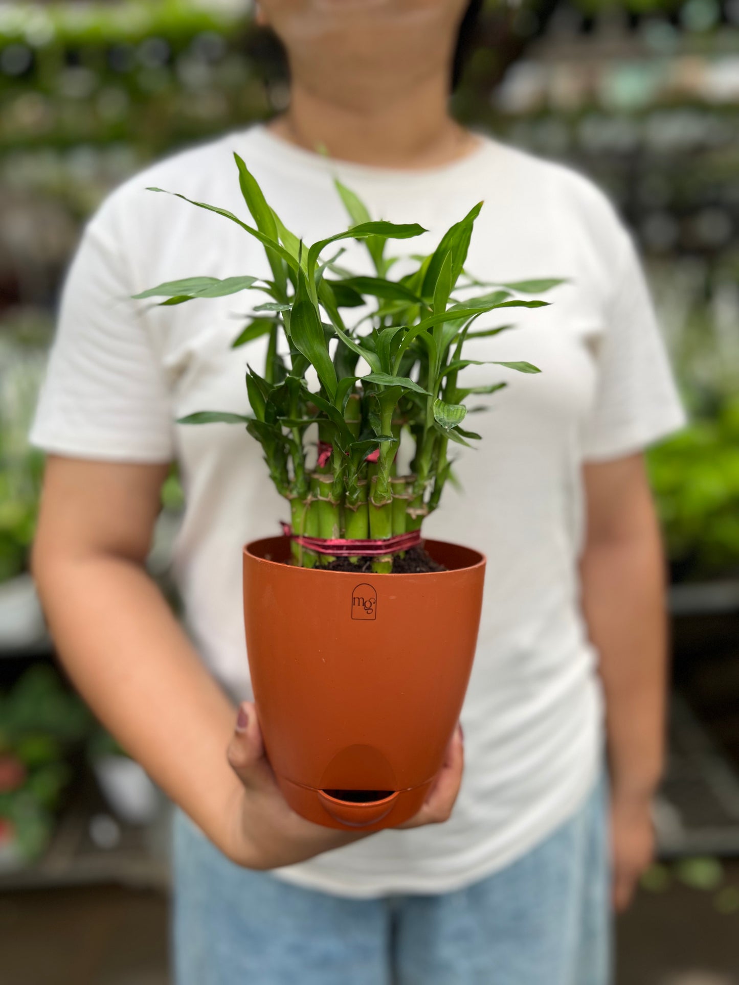 Lucky Bamboo