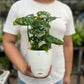 Swiss Cheese Plant