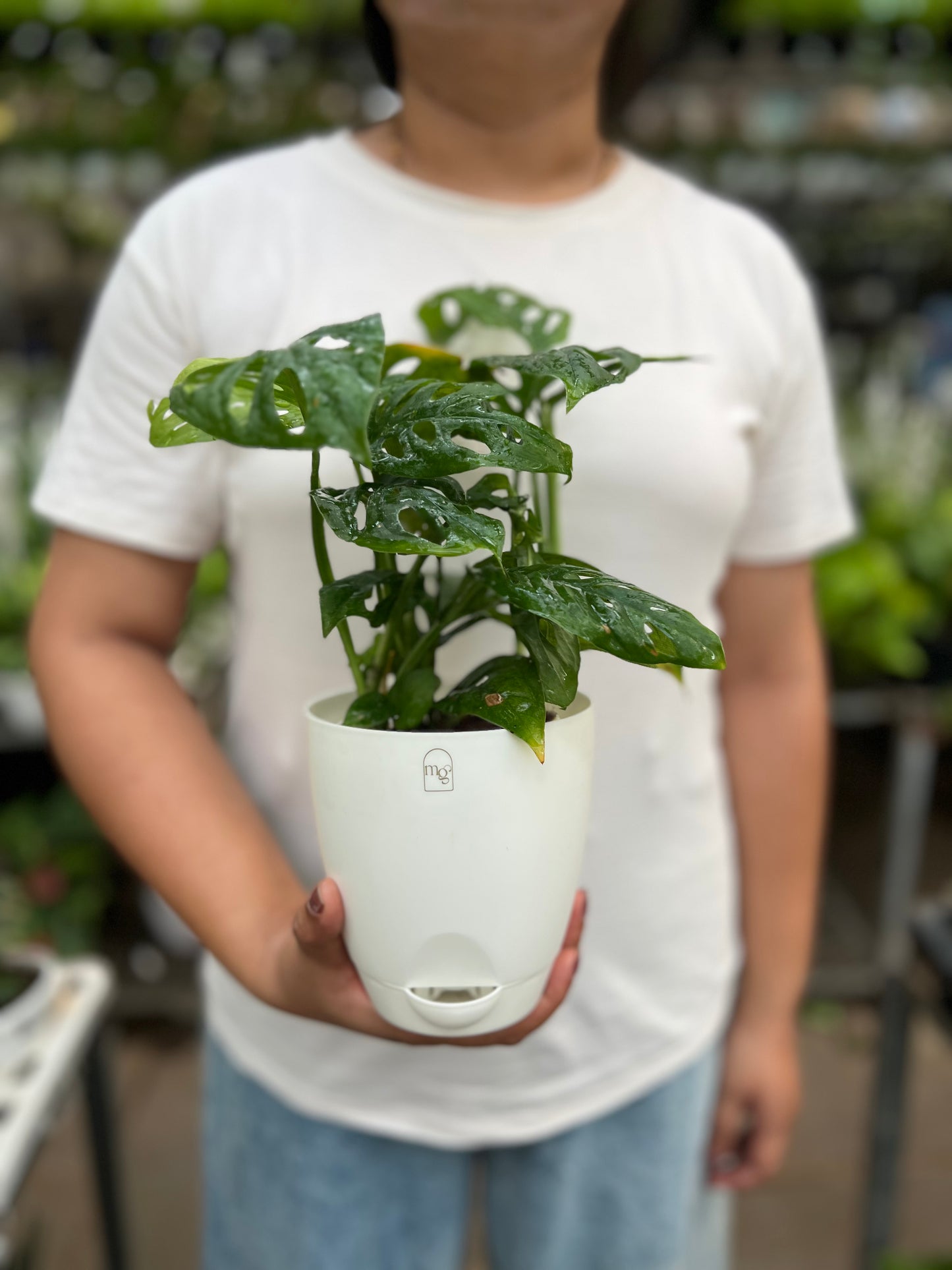 Swiss Cheese Plant