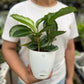 Calathea Bijoux Gecko