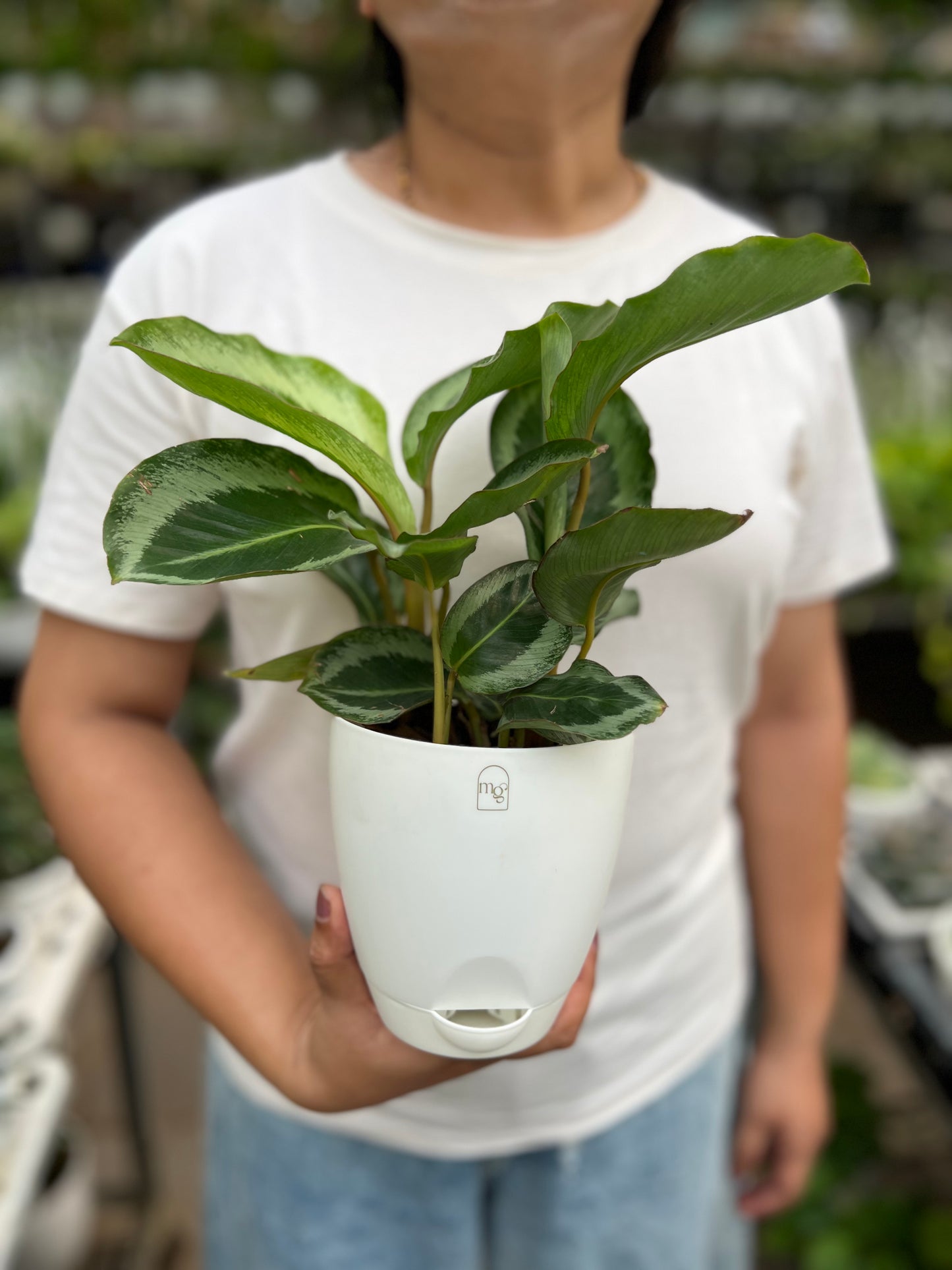 Calathea Bijoux Gecko