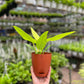 Philodendron ceylon golden