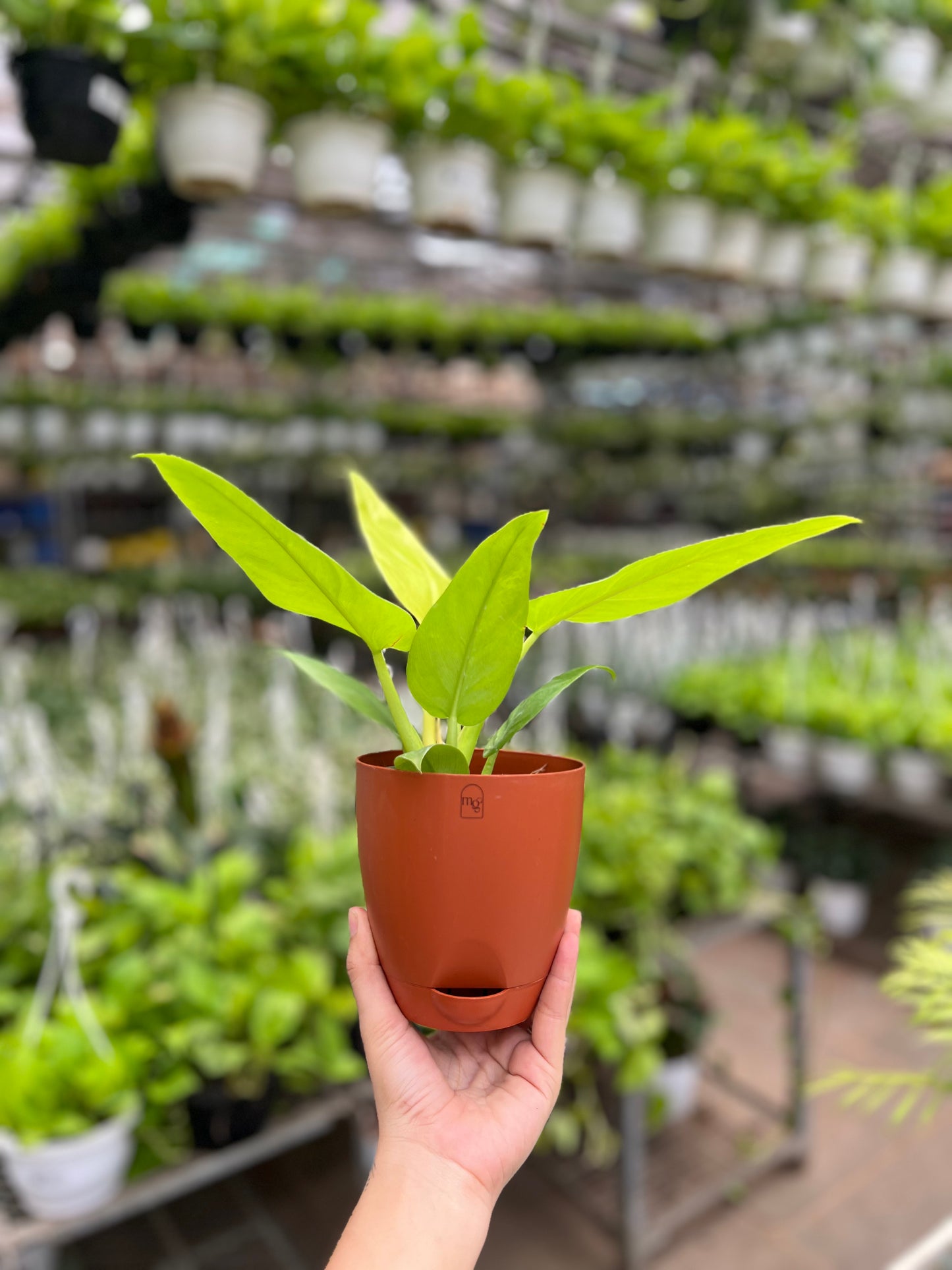 Philodendron ceylon golden