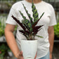 Calathea Furry Feather
