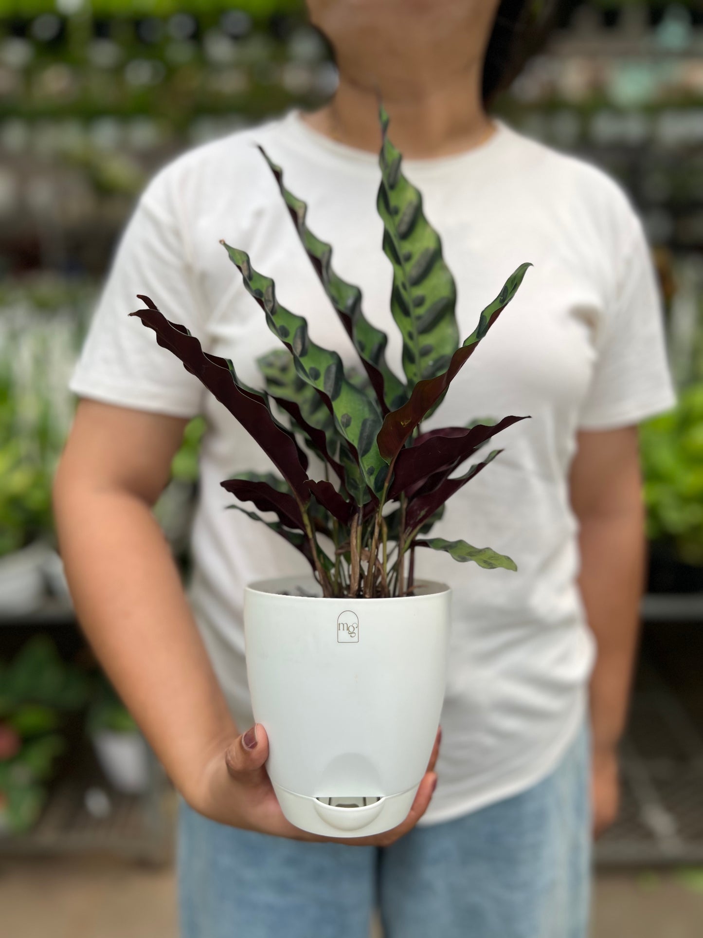 Calathea Furry Feather