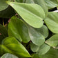 Philodendron Heartleaf
