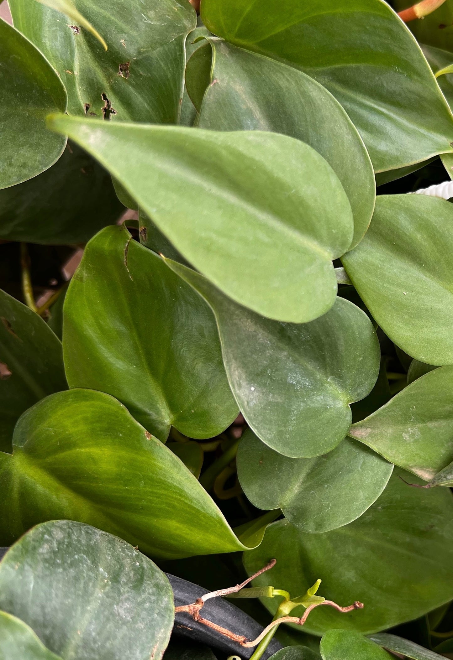 Philodendron Heartleaf
