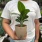 Spathiphyllum silver streak