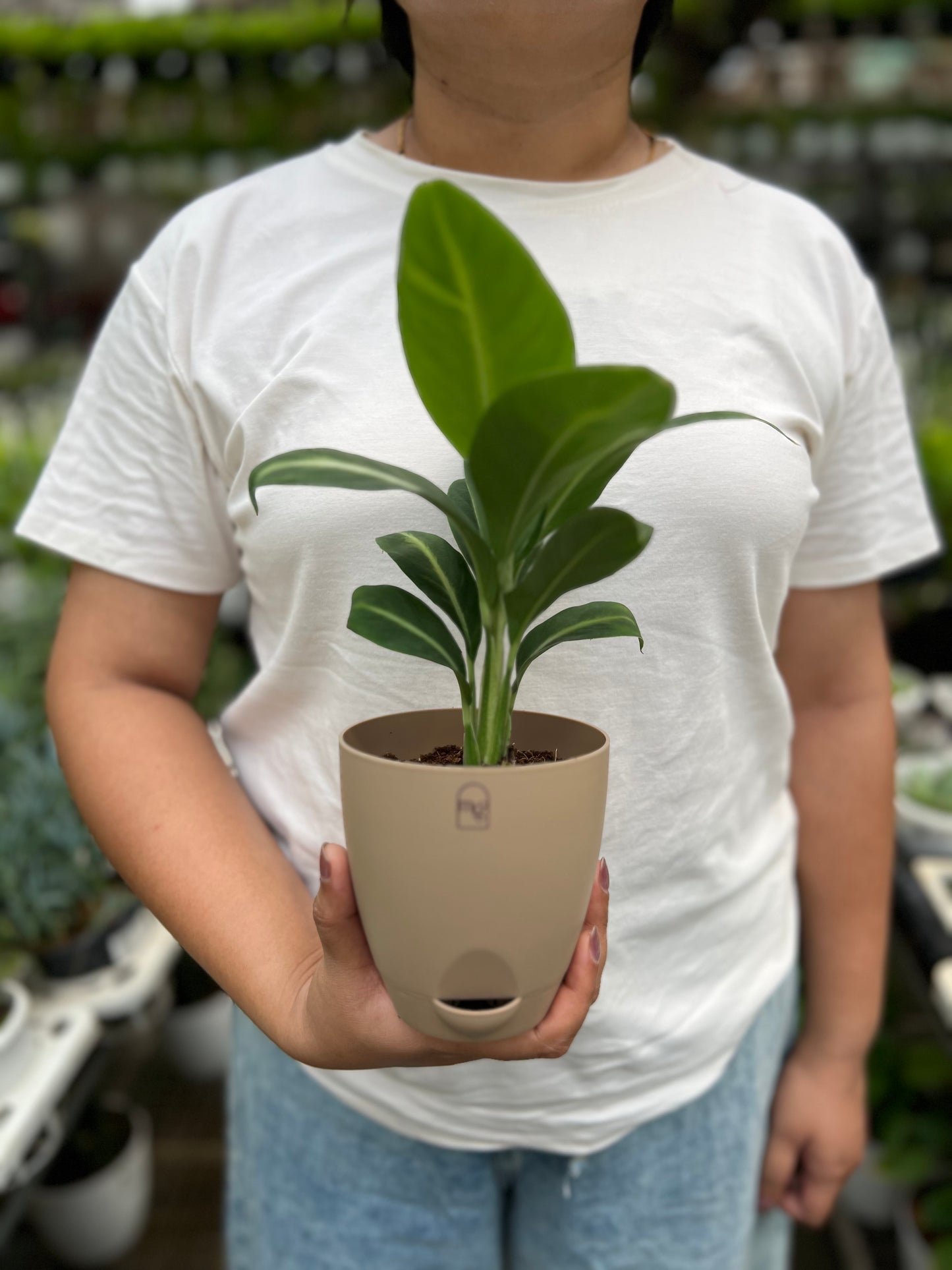 Spathiphyllum silver streak