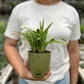 Spider Plant