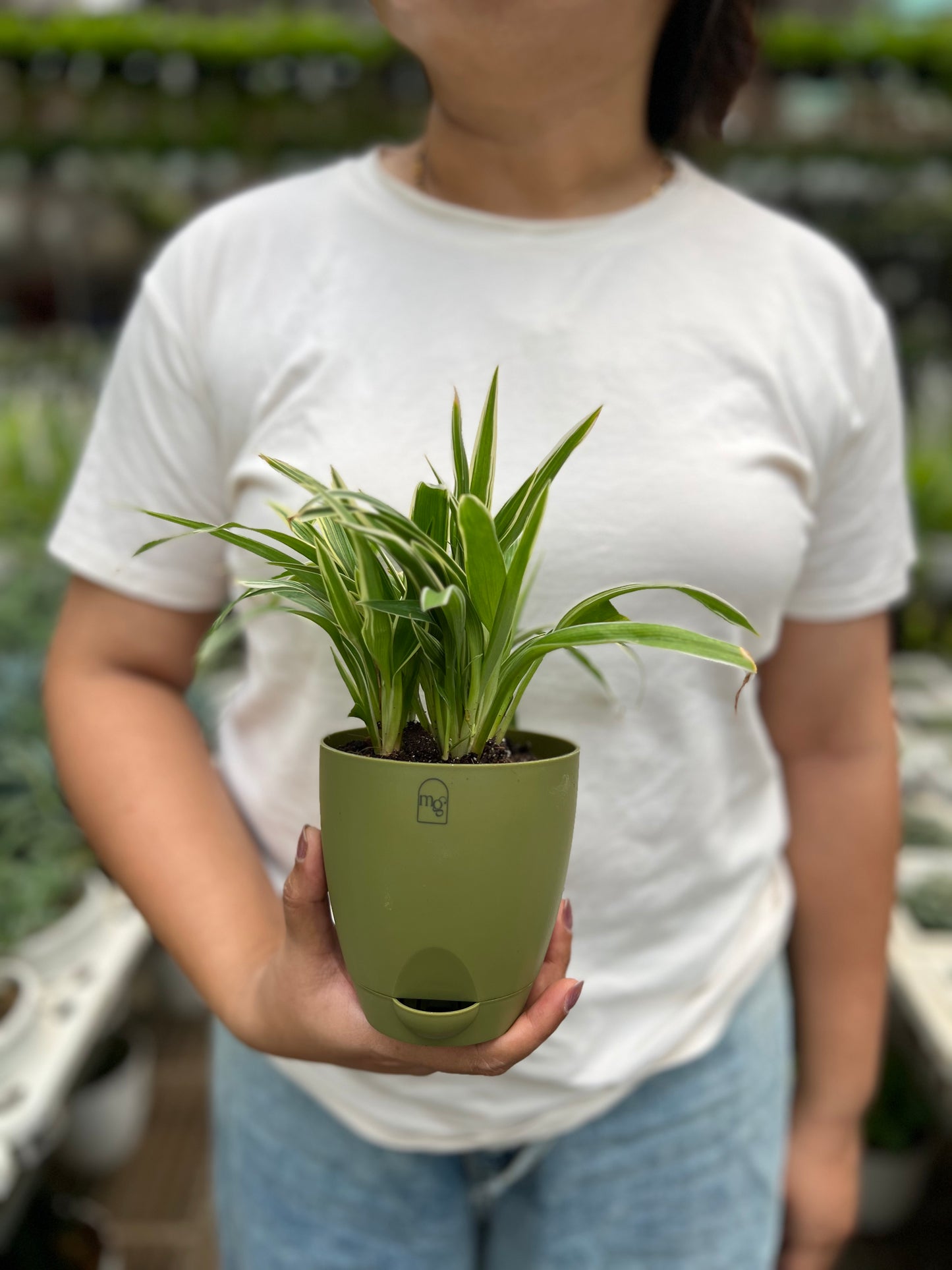Spider Plant