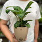 Dieffenbachia Cheetah