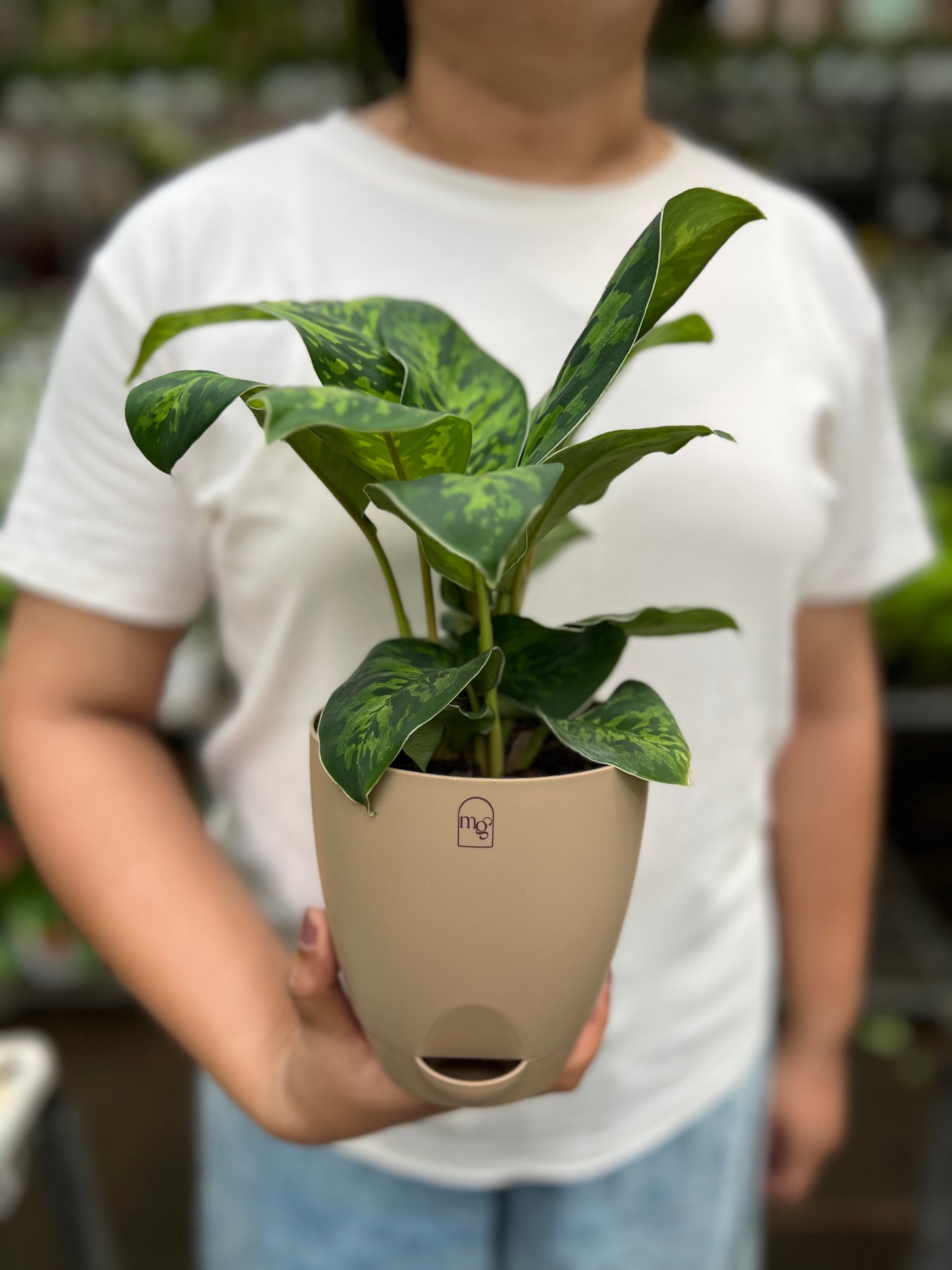 Dieffenbachia Cheetah