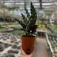Calathea Furry Feather