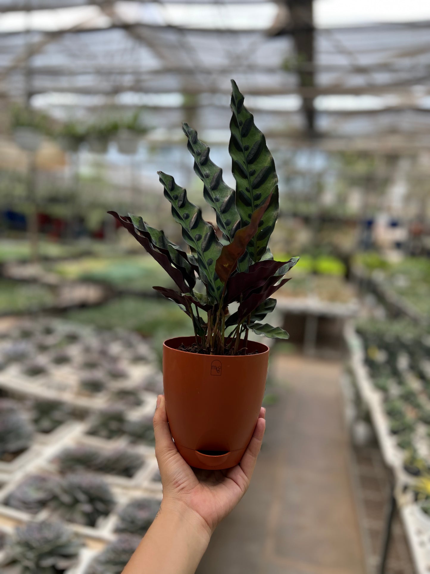 Calathea Furry Feather