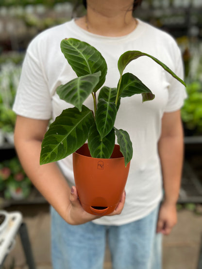 Calathea velvet jungle