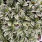 Calathea Freddie