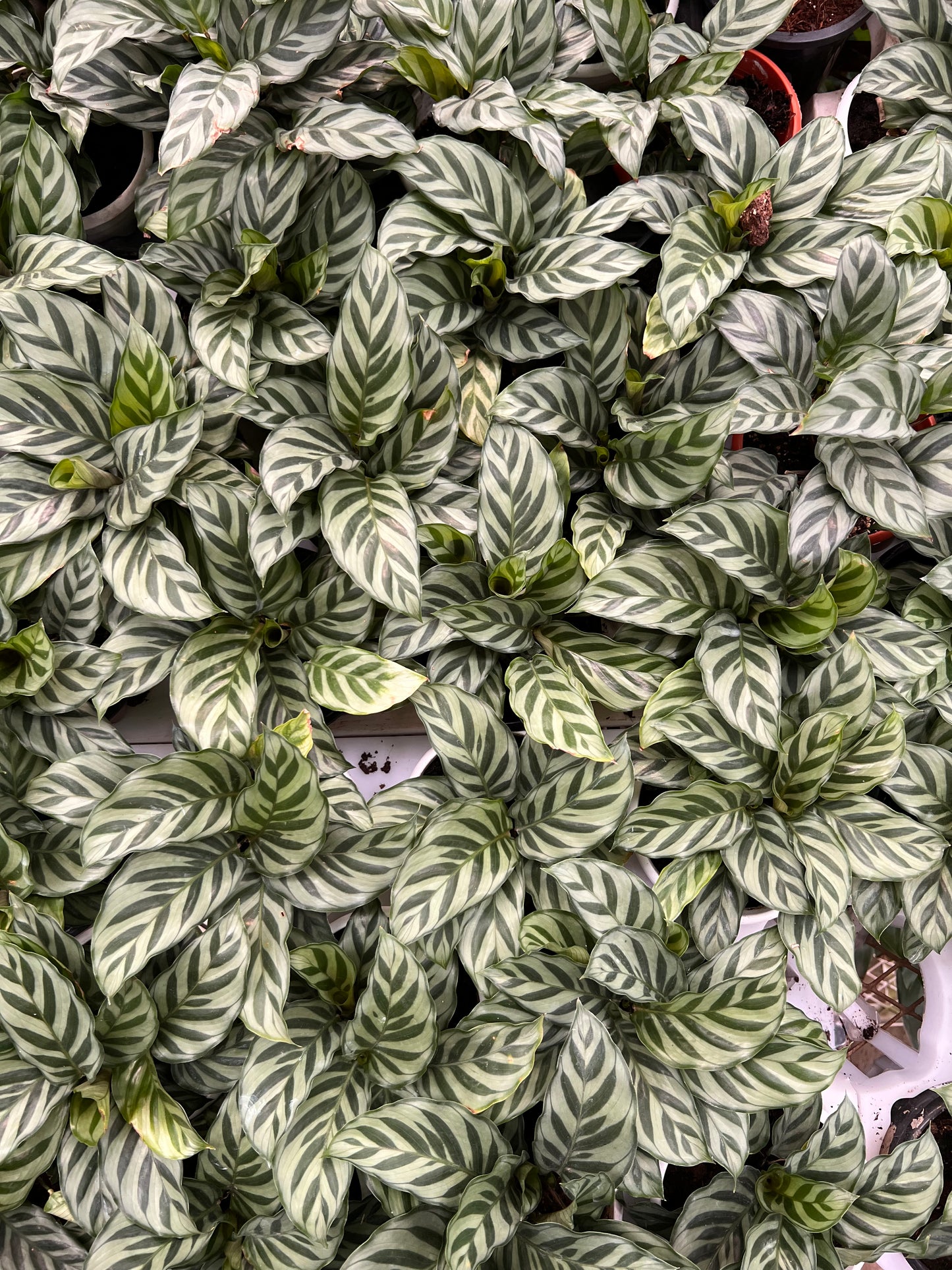 Calathea Freddie