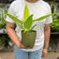 Philodendron ceylon golden