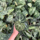 Anthurium Crystallinum
