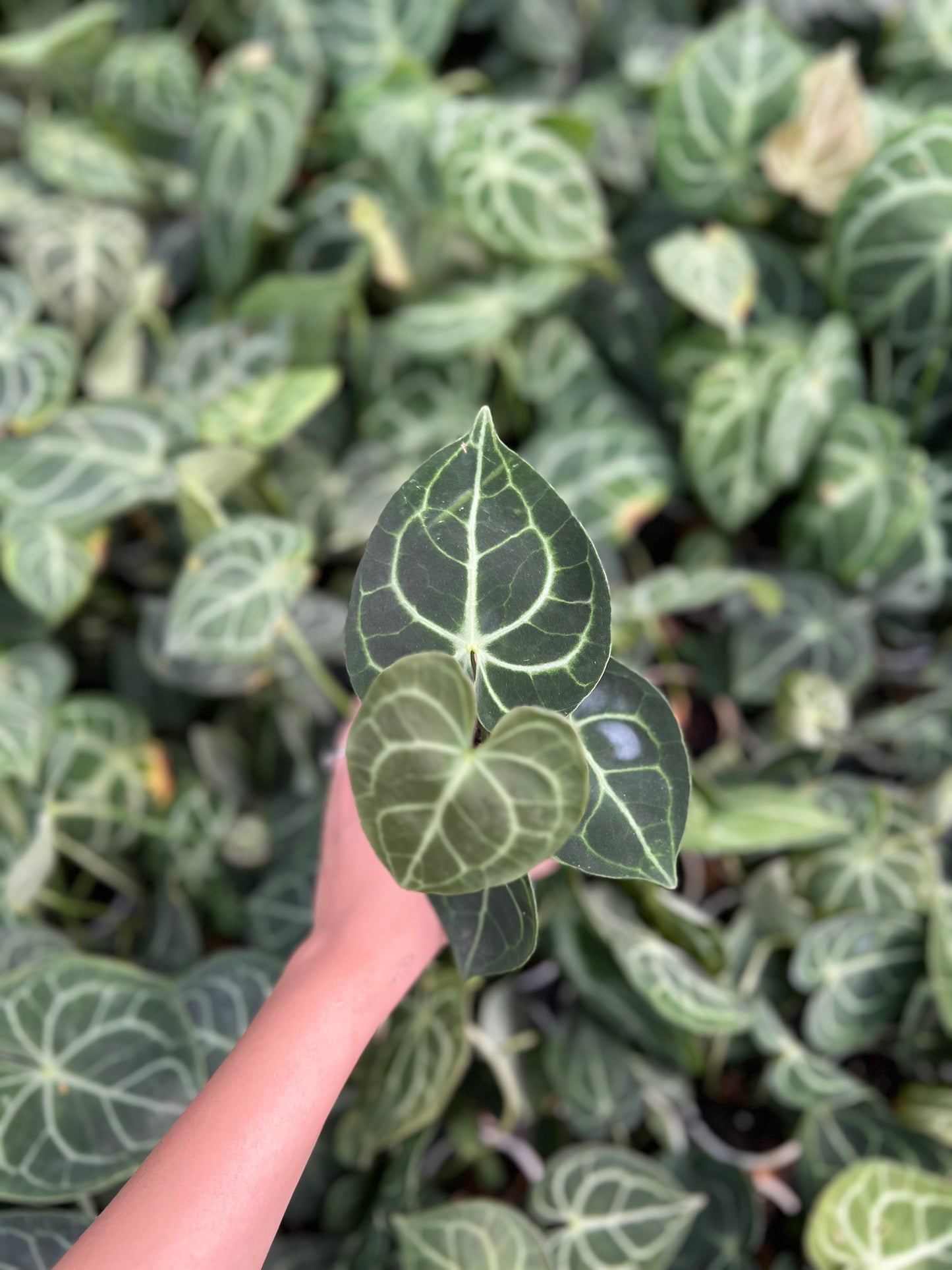 Anthurium Crystallinum