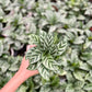 Calathea Freddie