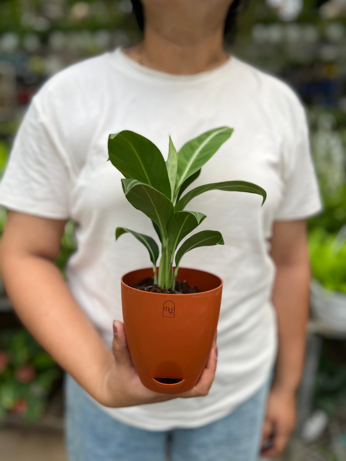 Spathiphyllum silver streak