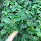 Philodendron Heartleaf