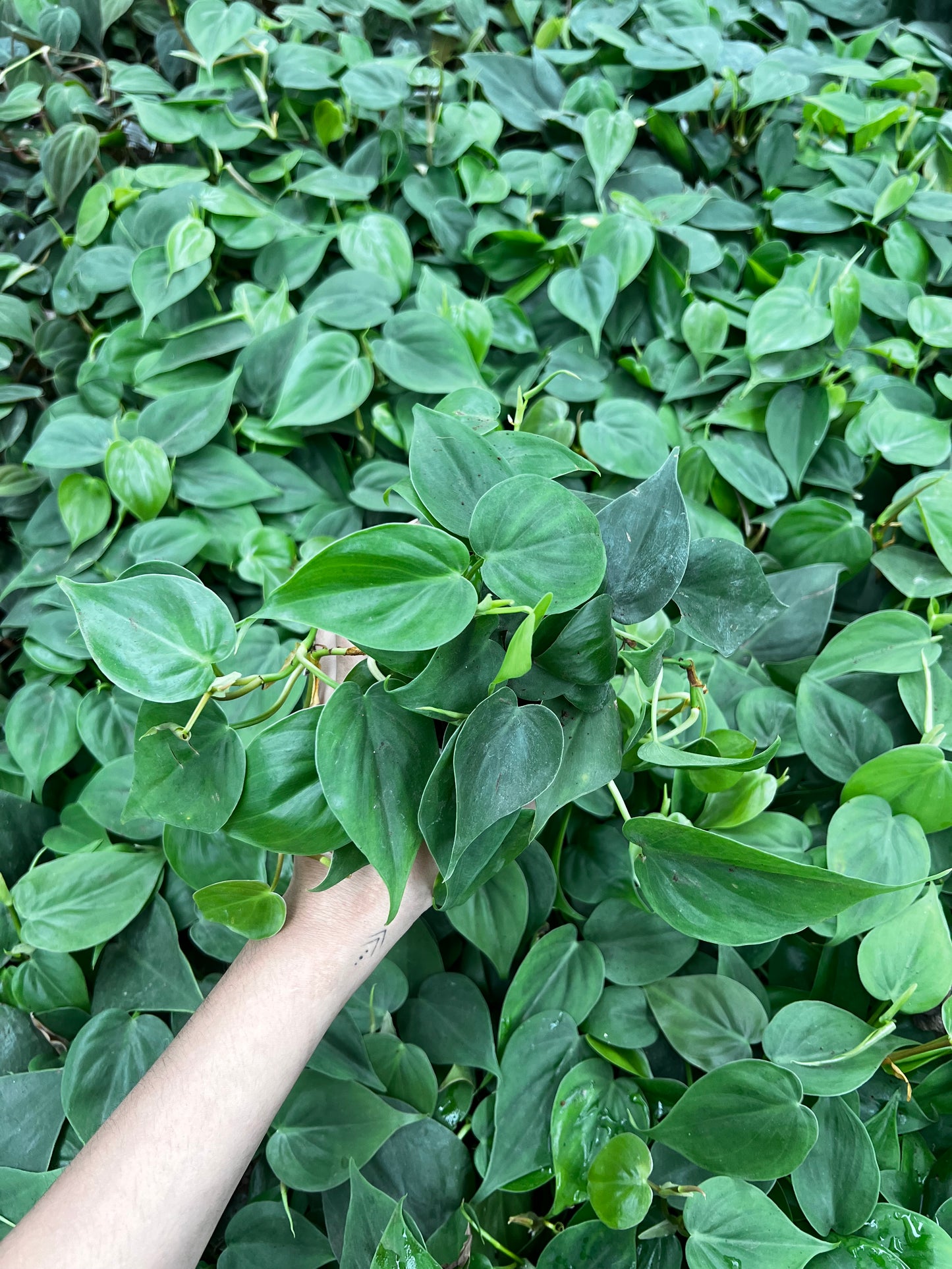 Philodendron Heartleaf