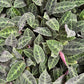 Calathea velvet jungle