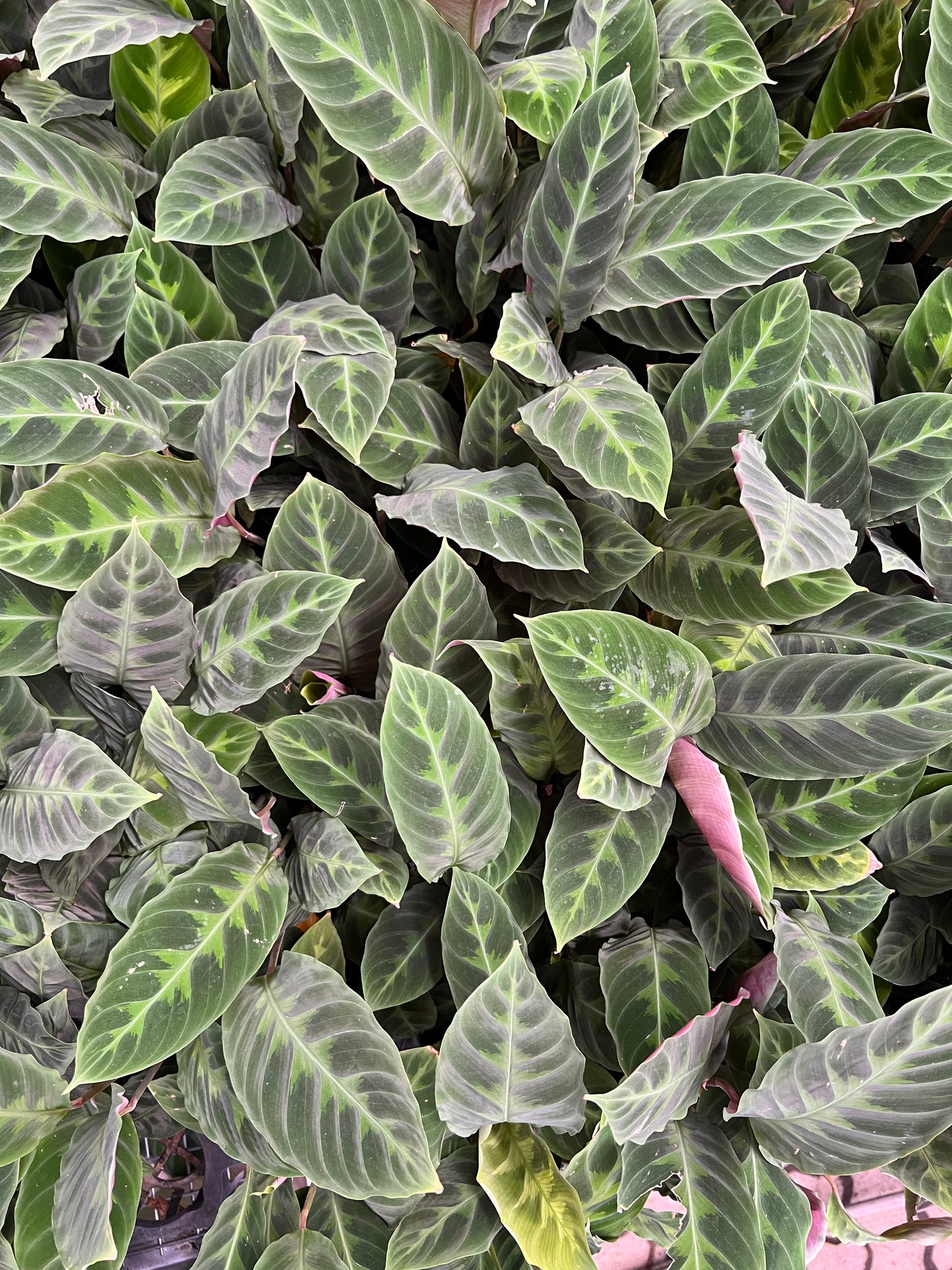 Calathea velvet jungle