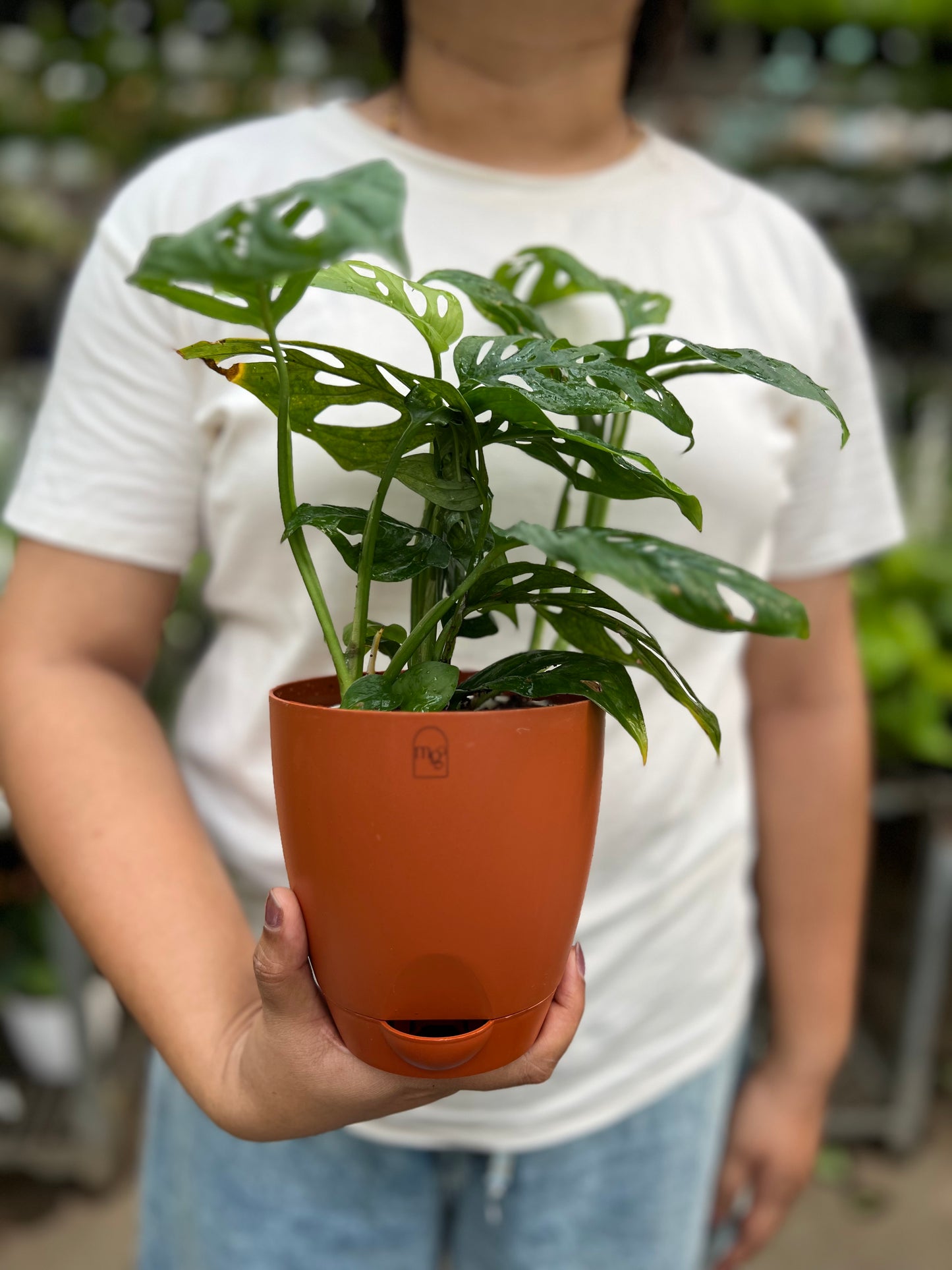 Swiss Cheese Plant