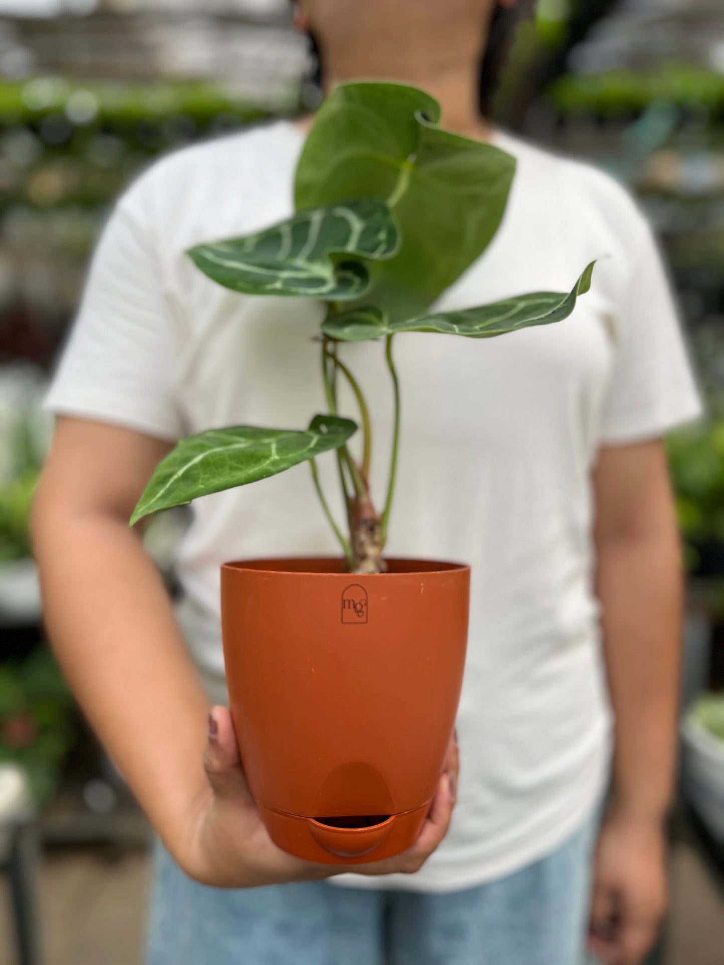 Anthurium Crystallinum