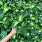 Dieffenbachia Plant (Dumb Cane)