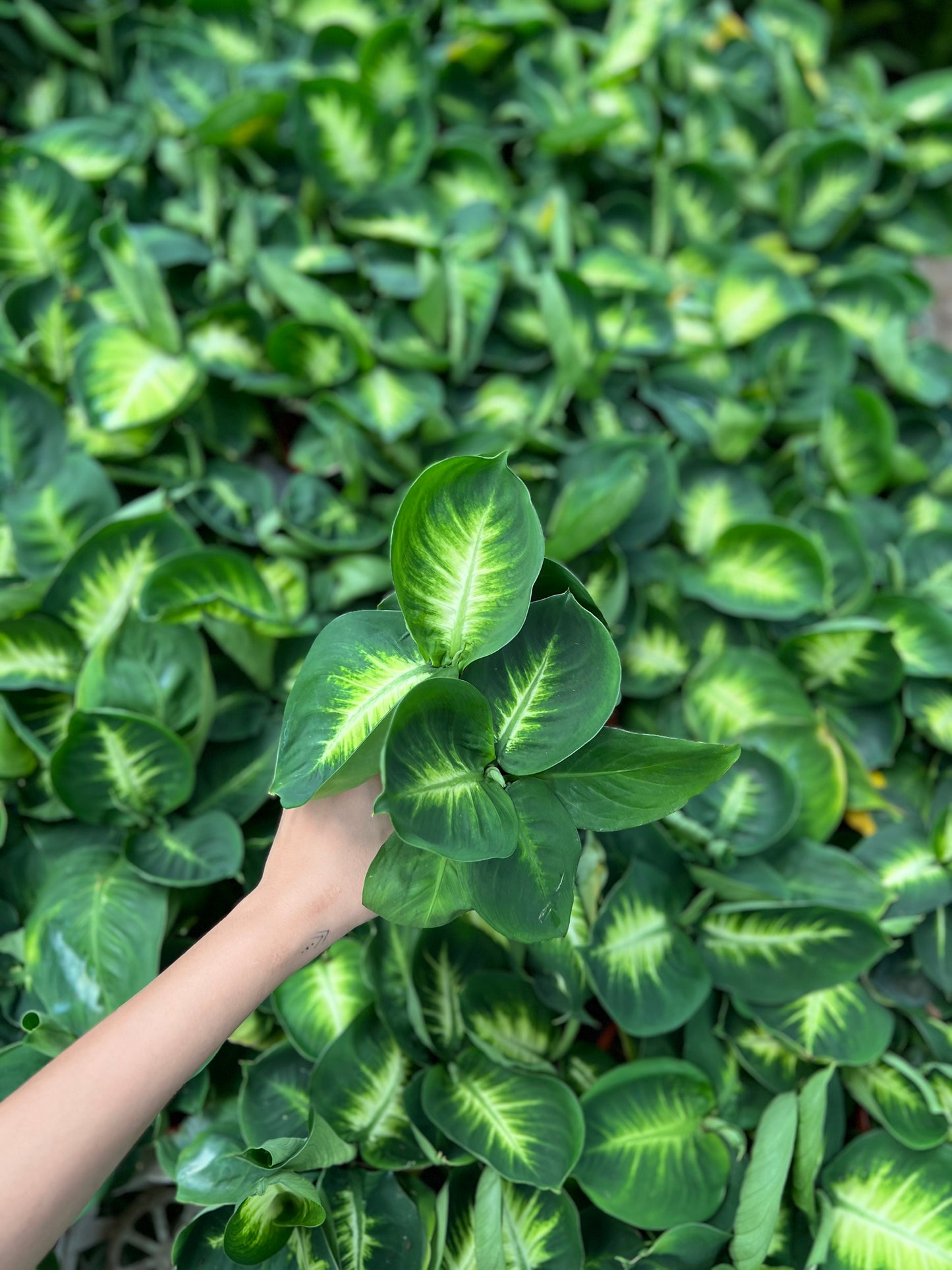Dieffenbachia Plant (Dumb Cane)